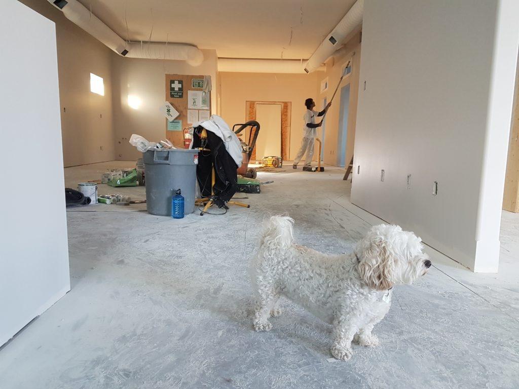 white dog with worker