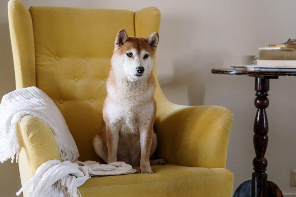 Pies na fotelu